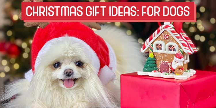 Christmas Gift Ideas for Dogs