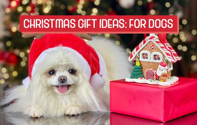 Christmas Gift Ideas for Dogs