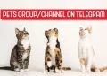 Pets Telegram Group Channel