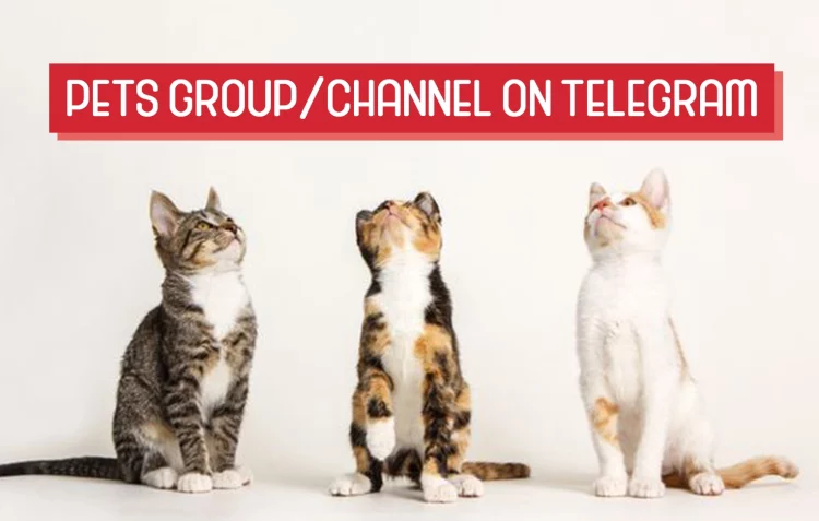 Pets Telegram Group Channel