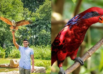 Mandai Singapore Bird Paradise Wildlife Reserve