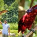 Mandai Singapore Bird Paradise Wildlife Reserve