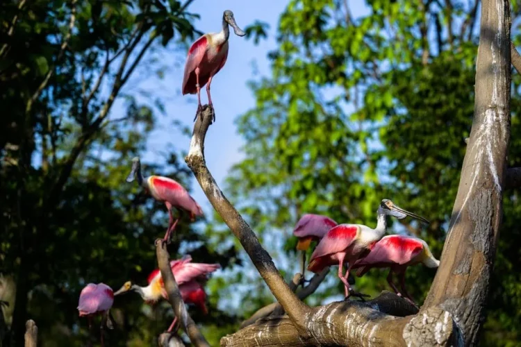 Mandai Singapore Bird Paradise Crimson Wetlands