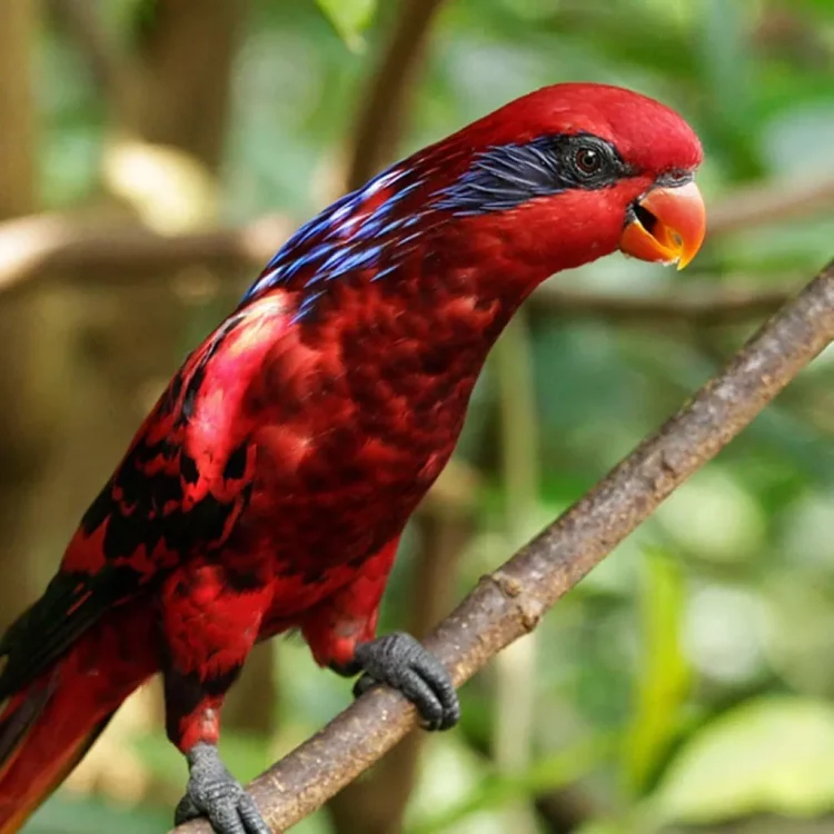Mandai Singapore Bird Paradise Lory Loft