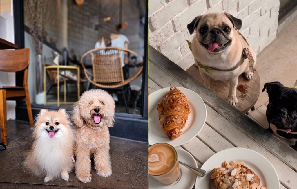 Pets Friendly Cafe in Singapore