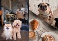 Pets Friendly Cafe in Singapore