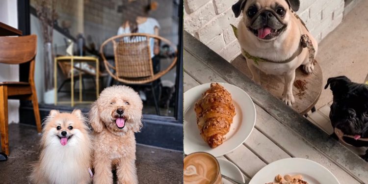 Pets Friendly Cafe in Singapore