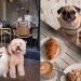 Pets Friendly Cafe in Singapore