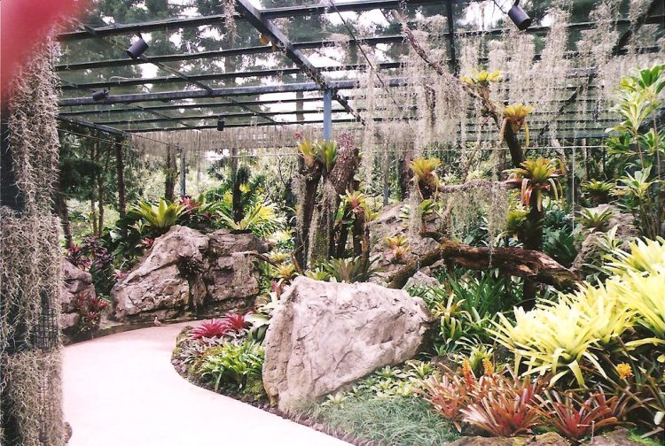Singapore Botanic Gardens Singapore Yuen Peng McNeice Bromeliad Collection
