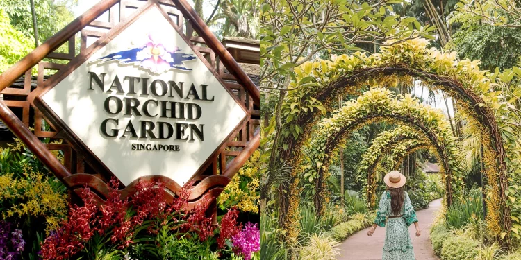 Singapore Botanic Garden National Orchid Garden