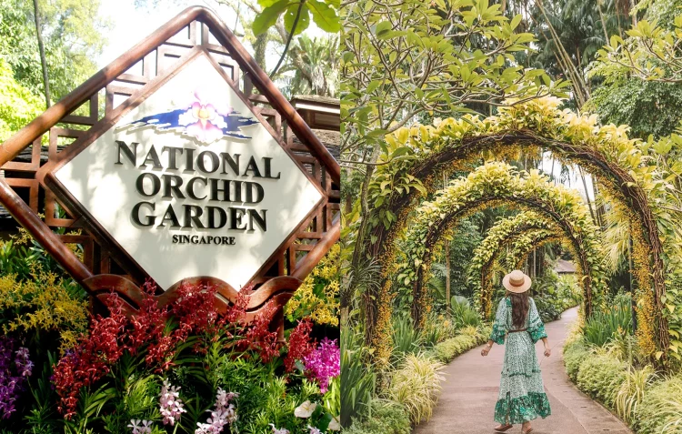 Singapore Botanic Garden National Orchid Garden