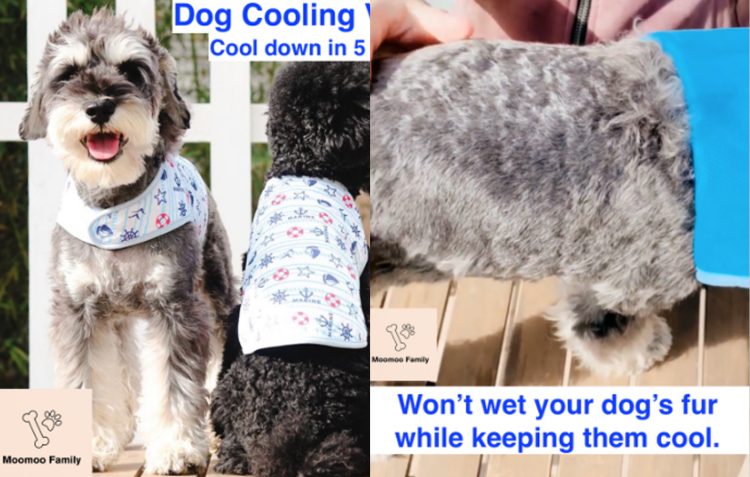 Cooling Products for Pets in Singapore