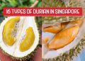 16 Types of Durian Singapore