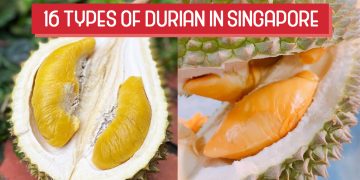 16 Types of Durian Singapore