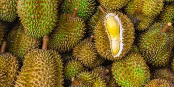 Durian Singapore