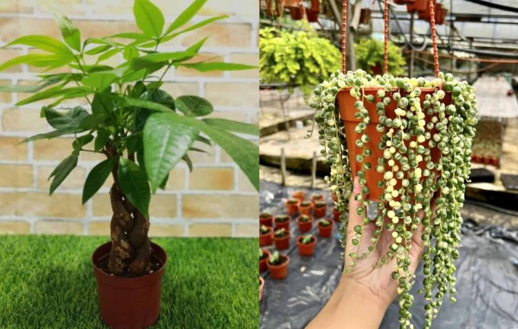 Hassle-Free and Low-Maintenance Plants