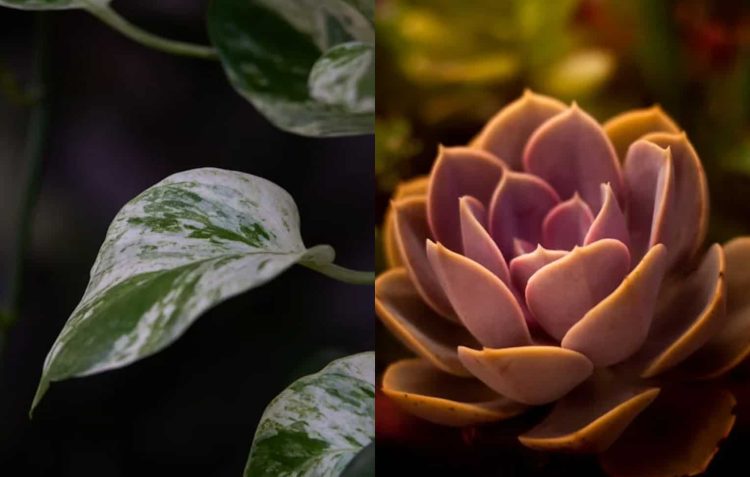 Hassle-Free and Low-Maintenance Plants