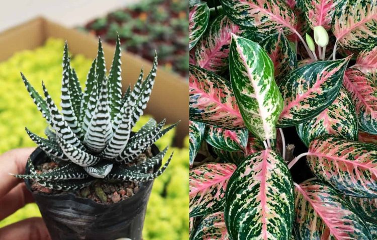 Hassle-Free and Low-Maintenance Plants