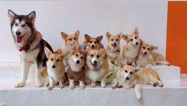 Corgis Talk Cafe Johor Bahru