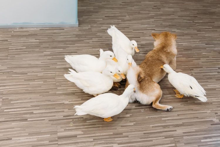 Da Little Farm Johor Bahru