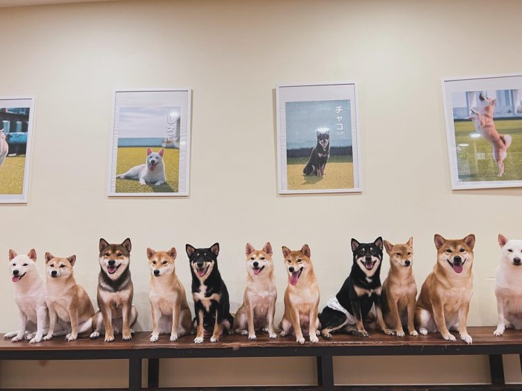 Shiba Cafe Johor Bahru