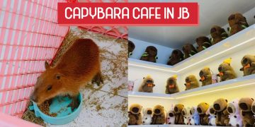 capybara cafe jb