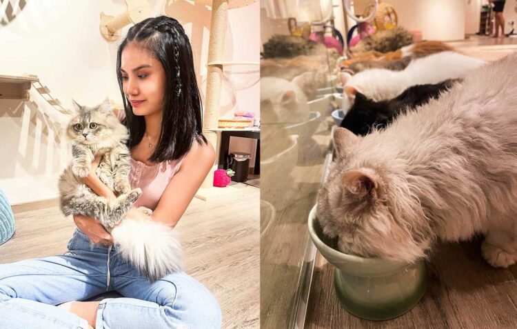 Cuddle Adorable Munchkin Kitties at QQ Cats and Cafe at Balestier in Singapore