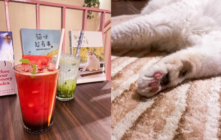 Cuddle Adorable Munchkin Kitties at QQ Cats and Cafe at Balestier in Singapore