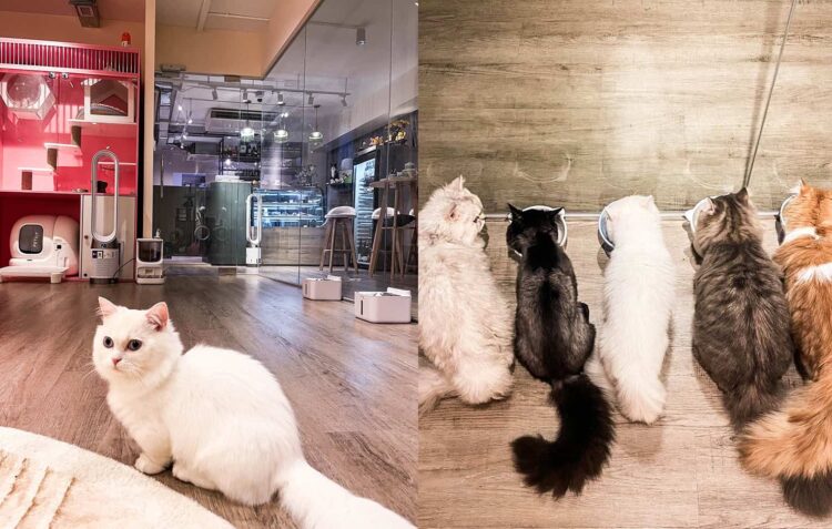 Cuddle Adorable Munchkin Kitties at QQ Cats and Cafe at Balestier in Singapore