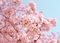 When Will Cherry Blossoms Bloom in Japan 2026? Essential Sakura Tips for Singaporean Travelers