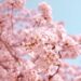 When Will Cherry Blossoms Bloom in Japan 2025?