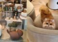 Foxy Heiress in Johor Bahru: A Cozy Cat Shop Every Cat Lover Must Visit