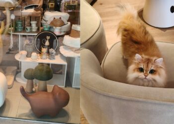 Foxy Heiress in Johor Bahru: A Cozy Cat Shop Every Cat Lover Must Visit