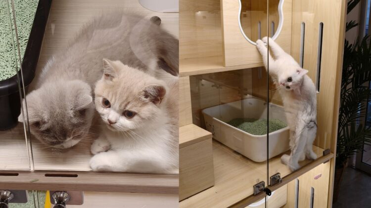 Foxy Heiress in Johor Bahru: A Cozy Cat Shop Every Cat Lover Must Visit