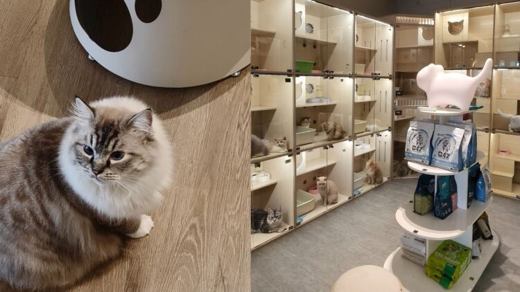Foxy Heiress in Johor Bahru: A Cozy Cat Shop Every Cat Lover Must Visit