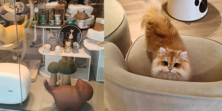 Foxy Heiress in Johor Bahru: A Cozy Cat Shop Every Cat Lover Must Visit