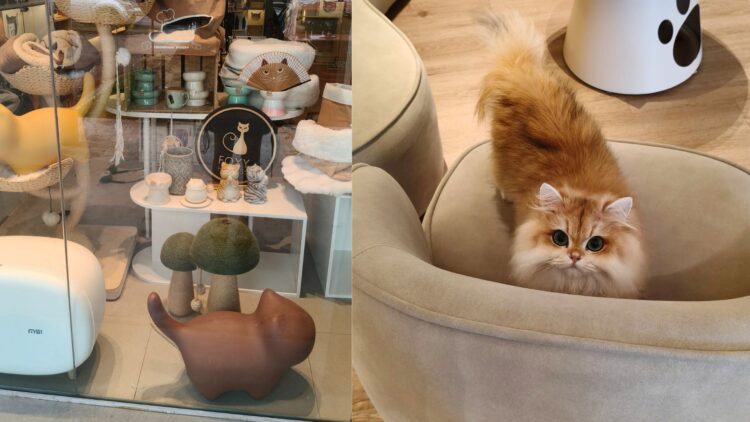 Foxy Heiress in Johor Bahru: A Cozy Cat Shop Every Cat Lover Must Visit